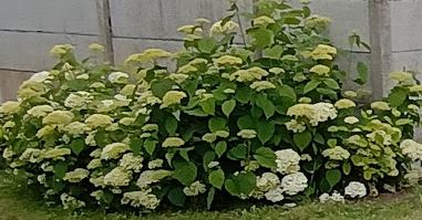 flower hydrangea white snowball